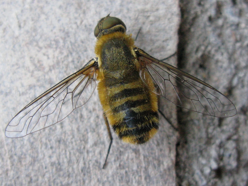 Bombyliidae: Villa sp.